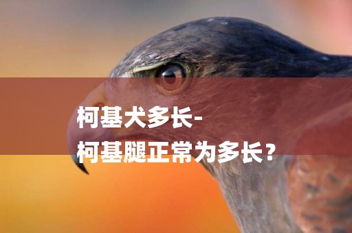 柯基犬多長-
柯基腿正常為多長？
