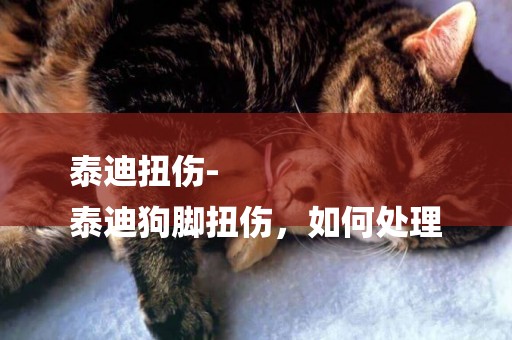 泰迪扭傷-
泰迪狗腳扭傷，如何處理