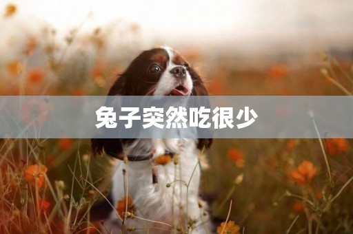 兔子突然吃很少