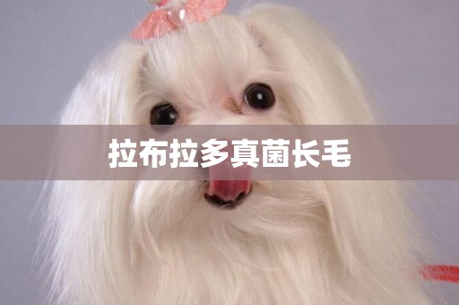 拉布拉多真菌長毛
