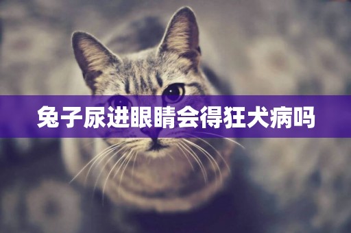 兔子尿進眼睛會得狂犬病嗎