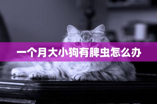 一個月大小狗有脾蟲怎么辦