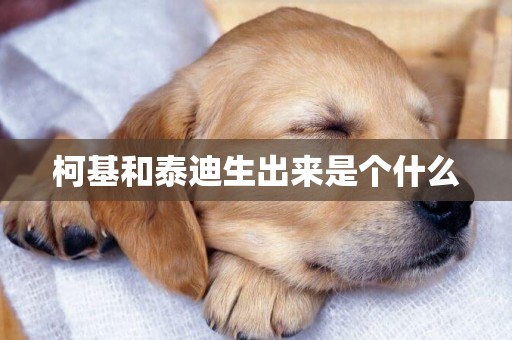 柯基和泰迪生出來是個什么