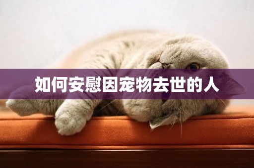 如何安慰因寵物去世的人