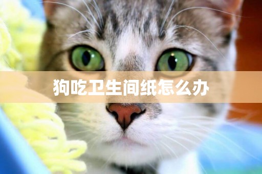 狗吃衛生間紙怎么辦