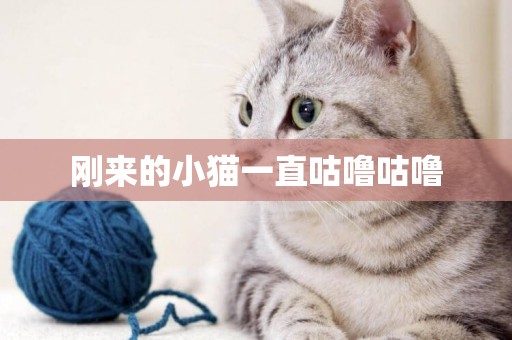 剛來的小貓一直咕嚕咕嚕