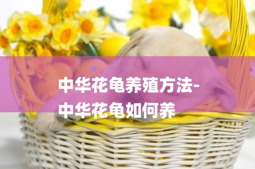 中華花龜養殖方法-
中華花龜如何養