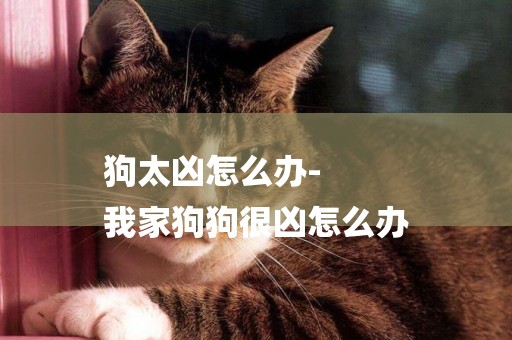 狗太兇怎么辦-
我家狗狗很兇怎么辦