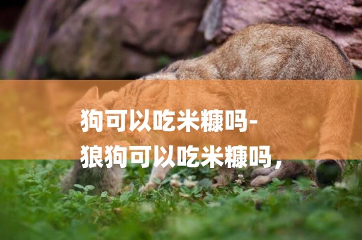 狗可以吃米糠嗎-
狼狗可以吃米糠嗎，