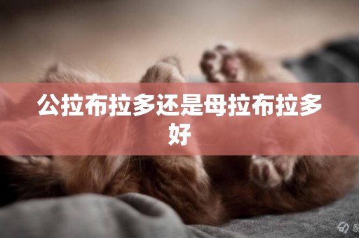 公拉布拉多還是母拉布拉多好