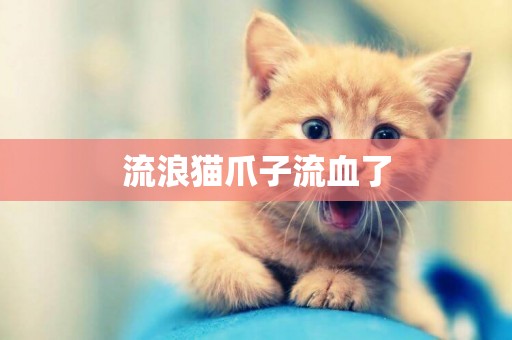 流浪貓爪子流血了