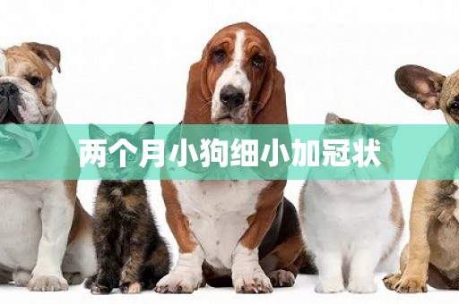 兩個月小狗細小加冠狀
