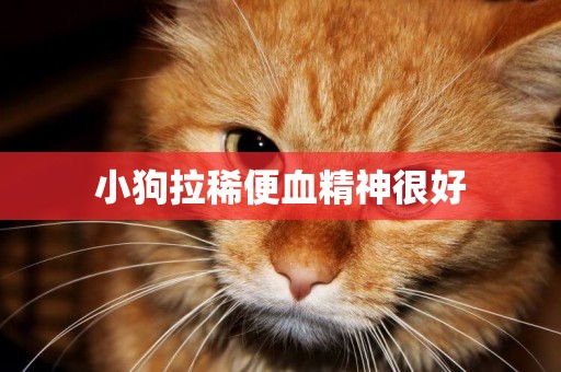 小狗拉稀便血精神很好
