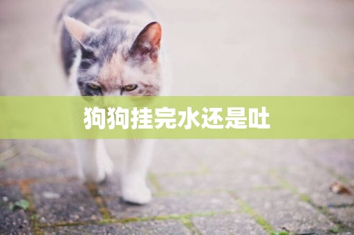 狗狗掛完水還是吐