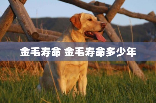 金毛壽命 金毛壽命多少年