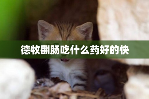 德牧翻腸吃什么藥好的快