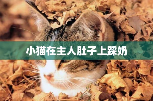 小貓在主人肚子上踩奶
