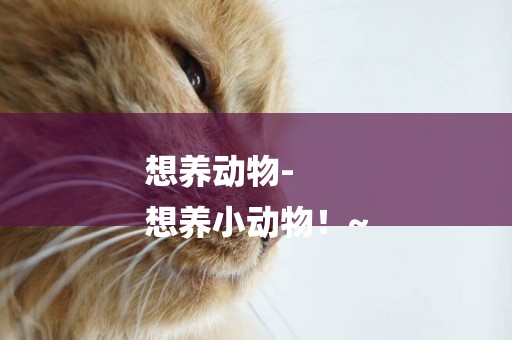 想養動物-
想養小動物！~