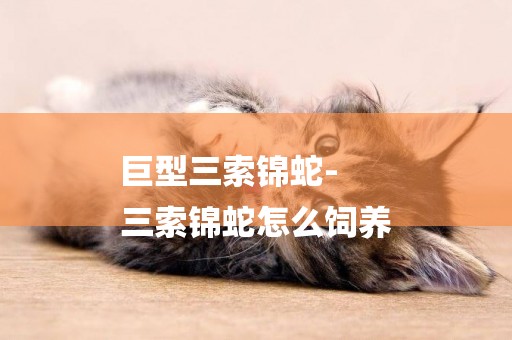 巨型三索錦蛇-
三索錦蛇怎么飼養