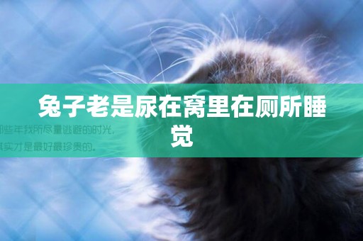 兔子老是尿在窩里在廁所睡覺