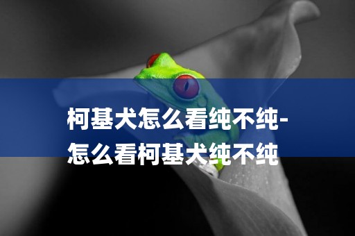 柯基犬怎么看純不純-
怎么看柯基犬純不純