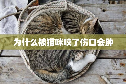 為什么被貓咪咬了傷口會腫