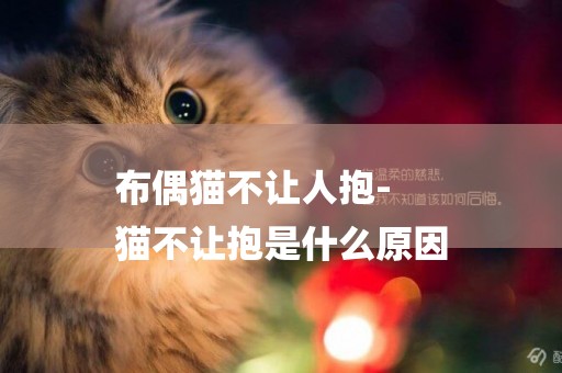 布偶貓不讓人抱-
貓不讓抱是什么原因