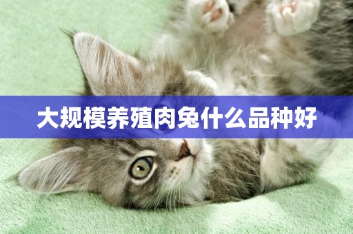 大規模養殖肉兔什么品種好