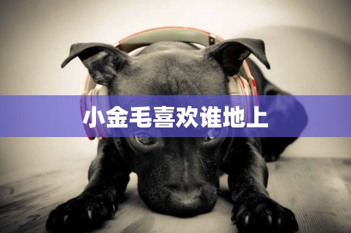 小金毛喜歡誰地上