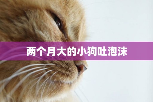 兩個月大的小狗吐泡沫