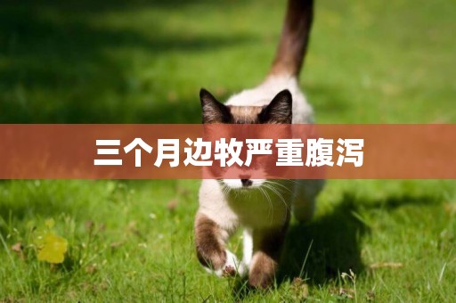 三個月邊牧嚴重腹瀉