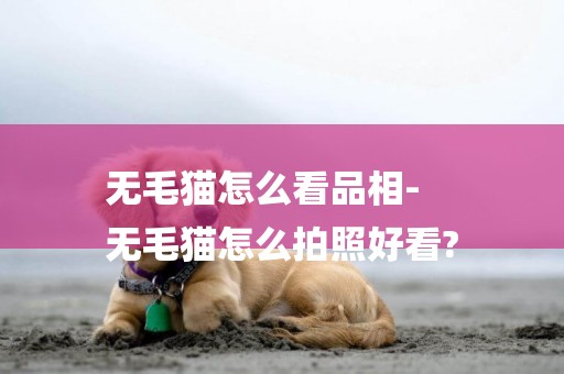 無毛貓怎么看品相-
無毛貓怎么拍照好看?