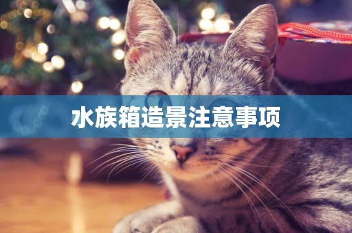 水族箱造景注意事項