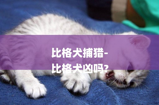 比格犬捕獵-
比格犬兇嗎?