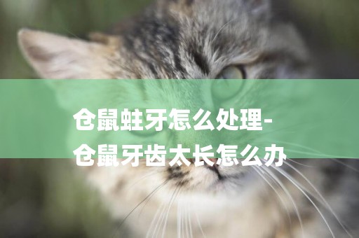 倉鼠蛀牙怎么處理-
倉鼠牙齒太長怎么辦