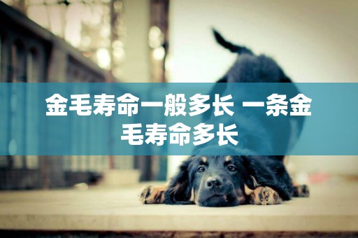 金毛壽命一般多長 一條金毛壽命多長