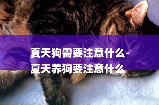 夏天狗需要注意什么-
夏天養狗要注意什么