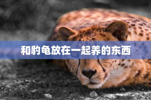 和豹龜放在一起養的東西