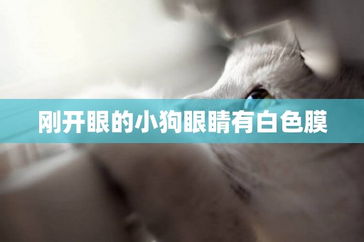 剛開眼的小狗眼睛有白色膜