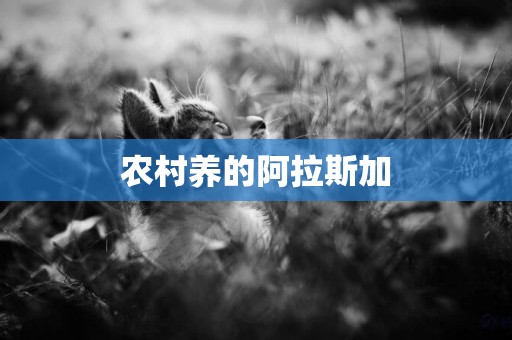 農村養的阿拉斯加