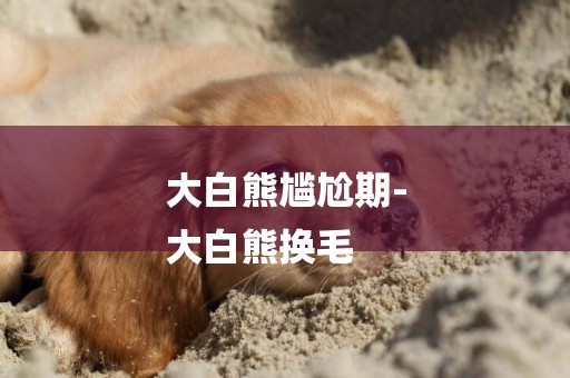 大白熊尷尬期-
大白熊換毛