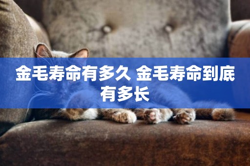 金毛壽命有多久 金毛壽命到底有多長