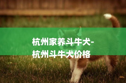 杭州家養斗牛犬-
杭州斗牛犬價格