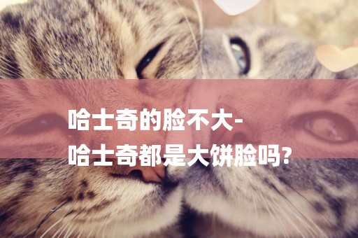 哈士奇的臉不大-
哈士奇都是大餅臉嗎?