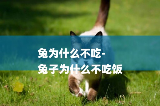 兔為什么不吃-
兔子為什么不吃飯
