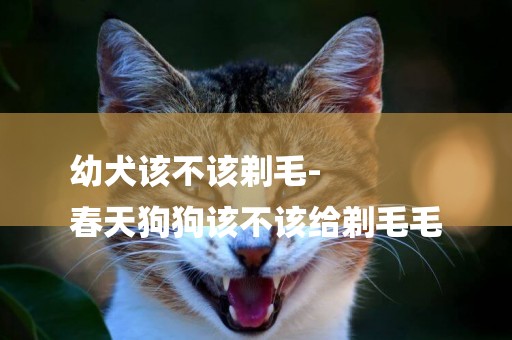 幼犬該不該剃毛-
春天狗狗該不該給剃毛毛