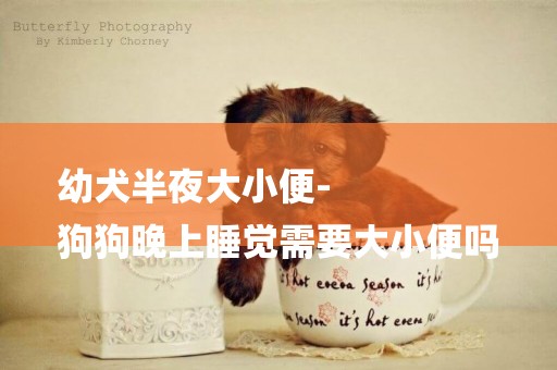 幼犬半夜大小便-
狗狗晚上睡覺需要大小便嗎