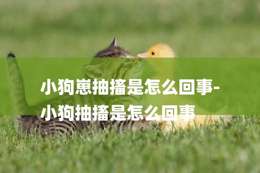 小狗崽抽搐是怎么回事-
小狗抽搐是怎么回事