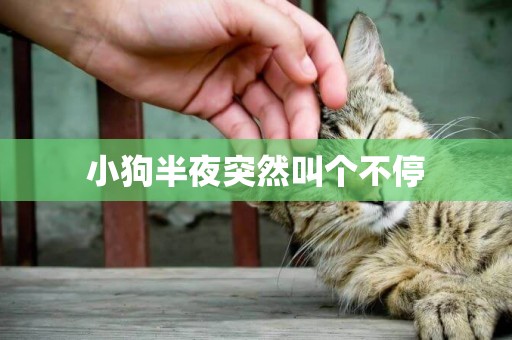 小狗半夜突然叫個不停