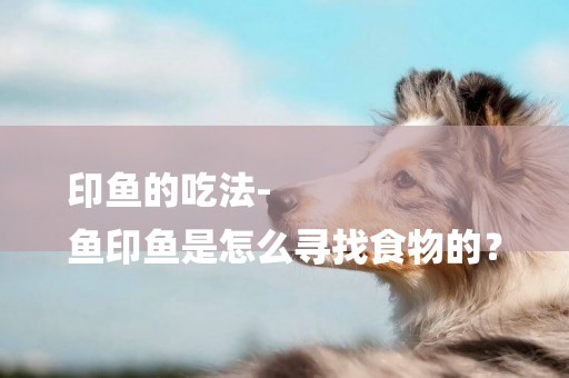 印魚的吃法-
魚印魚是怎么尋找食物的？